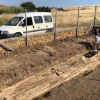 Gretsiyada 20 million yillik daraxt topildi