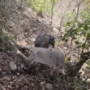 Filcha o‘lgan onasining yonidan ketmay, uni turg‘izishga urindi (video)