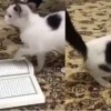 Qoyil, mushuk Qur’onni oyoq osti qilmadi. Boshqa kitobning esa “ra’y”iga ham qarab o‘tirmadi (Video)