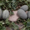 Qashqadaryoda qovun pishdi