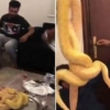 Iordaniyalik erkakni ilon bilan qoʻrqitishdi (video)
