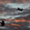 Sochidan uchgan Tu-154 Qora dengiz ustida qulab tushgan, omon qolganlar yo‘q