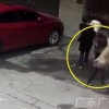 Хитойда кўчада кетаётган аёлнинг бошига ит келиб тушди (фото, видео)