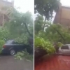 Toshkentda daraxt qulab, 7 ta mashinani bosib qoldi (video)