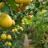 O‘zbekistondagi qator tumanlarda limonzorlar barpo etiladi
