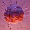 Amerikalik olimlar koronavirus haqidagi afsonani rad etdi
