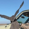 Dubay amiri o‘g‘li Shayx Hamdanning O‘zbekistondagi lochin ovi fotosuratlarini tomosha qiling