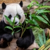Panda haqidagi biz bilmagan maʼlumotlar