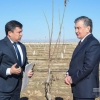 Қашқадарёда боғдорчилик ривожлантирилади. Президент ёнғоқ кўчати ўтқазди (фото)