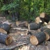 Бишкекда дарахтлар кесилишига қарши чиққан намойишчилар қўлга олинди