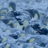 BBC jurnalistlari Antarktidada halok bo‘layotgan pingvin bolalarini qutqardi (video)