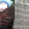 Qo‘qonda go‘dakni 10 ming AQSh dollariga sotayotgan ayollar guruhi ko‘lga olindi (video)