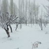 Dehqonobodda qalin qor yog‘di (foto)