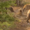 Shoqollar qurshovida qolgan leopard (video)