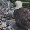 Zilzilani sezgan suvburgut polaponlarini tashlab havoga ko‘tarildi (video)
