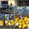Bojxonachilar Argentinada yetishtirilgan 200 million so‘mlik limonlarni to‘xtatib qolishdi
