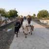 Sirdaryodagi toshqinlar oqibatida yo‘qolgan 4 mingdan ortiq uy hayvoni o‘z egalariga qaytarildi