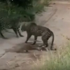 Ikki leopardning olishuvi (video)