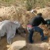 Tiriklayin ko‘milgan kampir uch kundan so‘ng qabrdan yig‘lab chiqdi (Video)