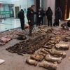 Хитойда аҳолининг ёввойи ҳайвонлар гўштини ейиш одатига чек қўйишмоқчи