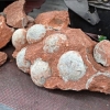 To‘qqiz yoshli bola Xitoy janubida 66 mln yillik dinozavr tuxumlarini topdi