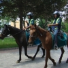 Nukusda otliq va velosipedli patrul xizmati yo‘lga qo‘yildi