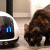 Kanadaning «Kolony Robotic» kompaniyasi mutaxassislari uy hayvonlarini zerikishga qo‘ymas robot turini yaratishdi