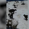 Қирғизистонда май ойида ёққан қор сабабли қўйлар турган жойида музлаб қолди (видео)