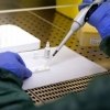 Koronavirus bilan kasallanganlarning yuqtiruvchanligi qaysi pallada avjiga chiqishi aniqlandi