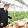 Prezident gidroponika usulidagi issiqxonani ko‘zdan kechirdi (foto)