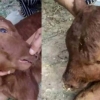 Хитойда 4 кўз ва 2 оғизли бузоқ дунёга келди