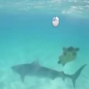Toshbaqaning katta akula bilan jangi... (video)