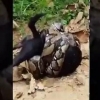 Tailandda itni piton iskanjasidan arang qutqarib olishdi (Video)
