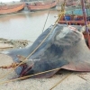 Hindistonda og‘irligi 900 kg bo‘lgan noyob baliq tutildi