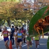 Yaponiyada arilar tinchini buzgan sportchilardan o‘ch oldi