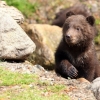 Rossiyada xususiy zooparkdan qochib ketgan ayiq 84 yoshli qariyani o’ldirdi