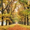 26 октябрь куни Ўзбекистонда кутилаётган об-ҳаво маълумоти