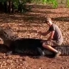 Daniyalik biolog bahaybat timsoh bilan xavfli tryuk qildi (video)