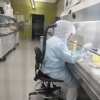 Olimlar koronavirus yuqib qolgandan keyin nechanchi kuni paydo bo‘lishini hisoblab chiqdi