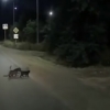 Ногирон итнинг йўлдан ўтишига ёрдам бераётган икки мушук (видео)