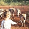Зимбабведа икки ёшли қизалоқ сиртлонлар билан дўстлашиб олди (фото, видео)