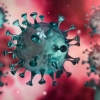 Virus ninzaga o‘xshaydi: organizmda yashiringan holda ko‘payadi