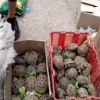 «Eski juva»da reyd: toshbaqalar sotuvining oldi olindi (foto)