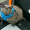 Veterinarlardan ayyorroq chiqqan mushukni mashq qildirishning yo‘li topildi (video)
