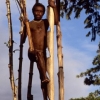 Papua (Indoneziya) da ajabtovur qabila — odamxo‘rlar qabilasi yashaydi…