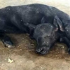 Ajabo!!! Pokistonda ikki boshli buzoqcha dunyoga keldi! (video)