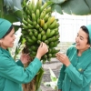Asakada yurtimizda birinchi bo‘lib banan yetishtirish yo‘lga qo‘yildi