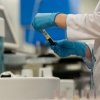 Японияда H5N6 парранда гриппи қайд этилди
