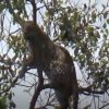 Hindistonda maymunni quvlayotgan leopard daraxtda qolib ketdi (video)
