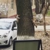 Тоҳир Содиқов Тошкентда қувлашмачоқ ўйнаётган олмахонларни видеога олди